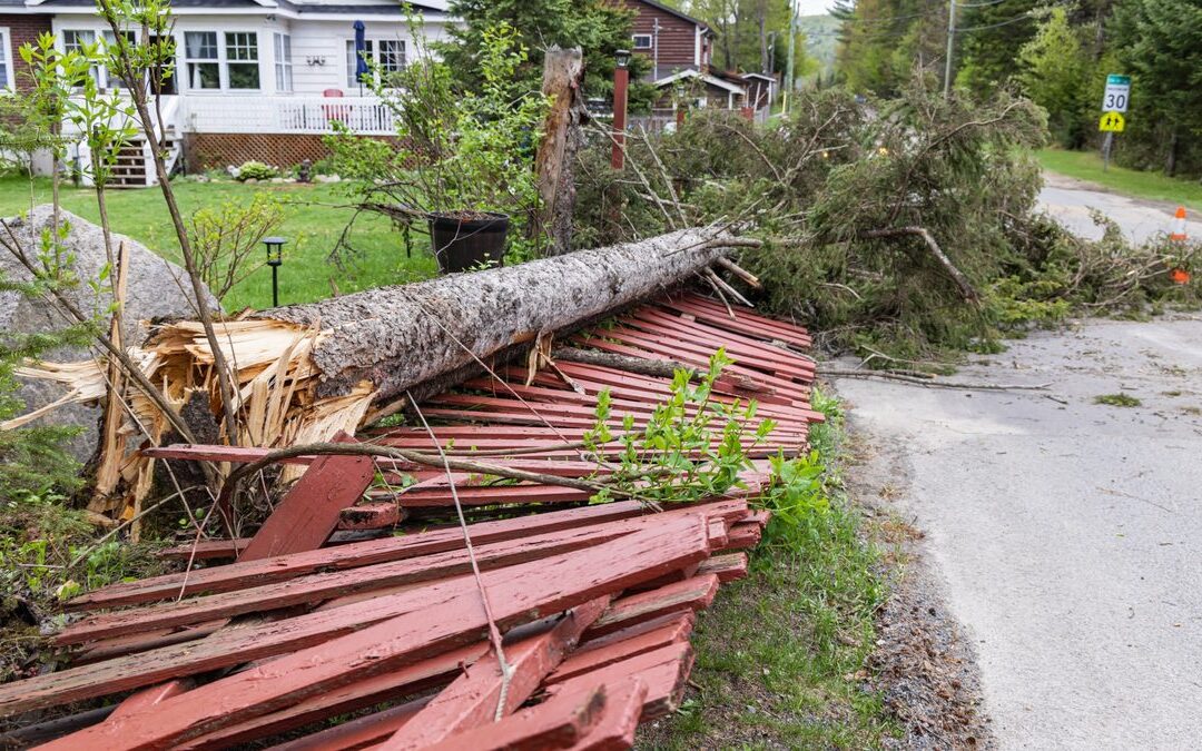 Dealing With Woody Debris After Tree Work