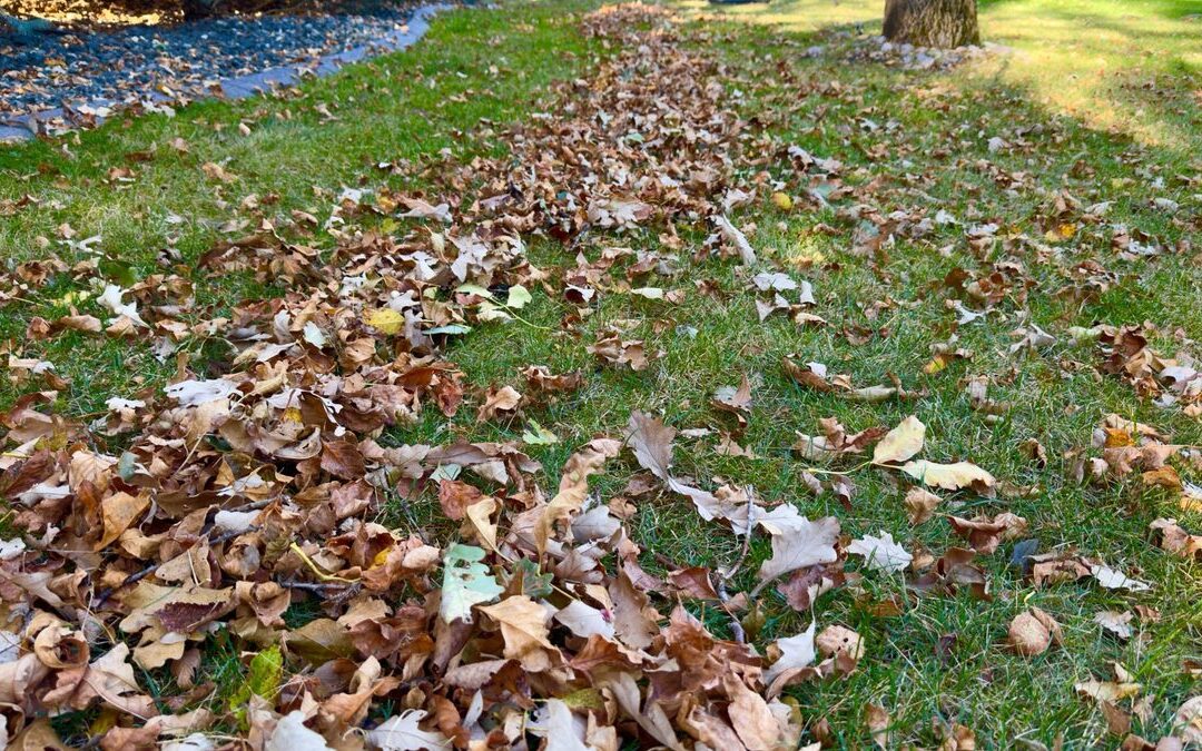 Why Sacramento Shade Trees Drop Leaves in Summer