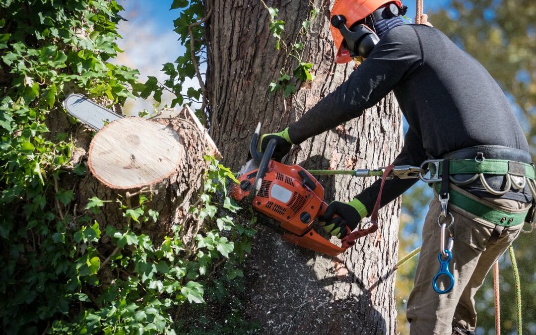 Tree Trimming Compared With Tree Pruning