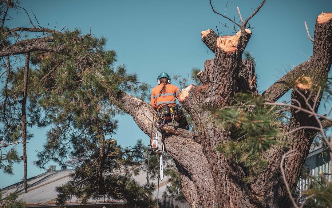 What Tree Removal Leaves Behind Underground